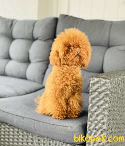 MİCRO TOY POODLE RED DİŞİ 4