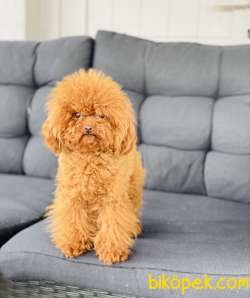 MİCRO TOY POODLE RED DİŞİ 1