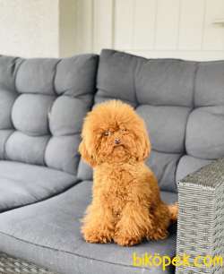 MİCRO TOY POODLE RED DİŞİ 3
