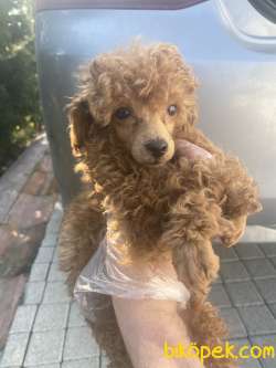 MİCROCHİP Lİ POODLE BEBEKLER 3