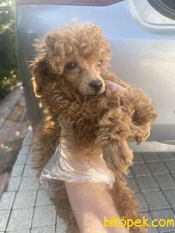 MİCROCHİP Lİ POODLE BEBEKLER 1