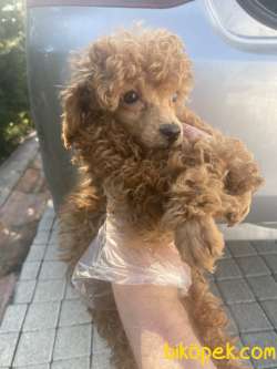 MİCROCHİP Lİ POODLE BEBEKLER 2