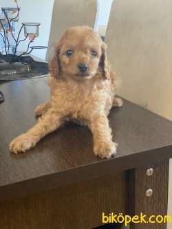 MİCROCHIP VE PASAPORTLU POODLE BEBEKLER 3