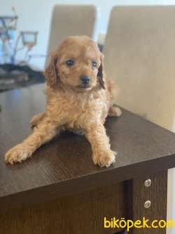 MİCROCHIP VE PASAPORTLU POODLE BEBEKLER 1