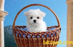Microchipli Pasaportlu Mini Maltese Terrier Yavrularomız 2