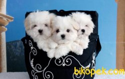 Microchipli Pasaportlu Mini Maltese Terrier Yavrularomız 3