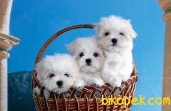 Microchipli Pasaportlu Mini Maltese Terrier Yavrularomız 1