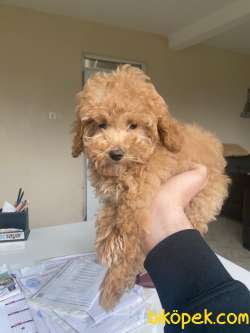 MİCROCHİPLİ POODLE YAVRULARIMIZ 3
