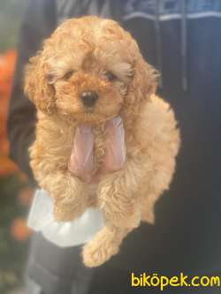 MİCROCHİPLİ POODLE YAVRULARIMIZ 1