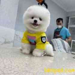 Microchipli, SCR Belgeli Mükemmel Kalite Pomeranian BOO Yavrum 5