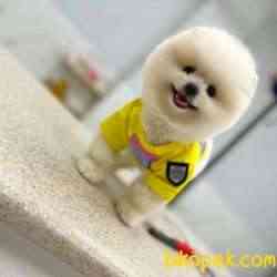Microchipli, SCR Belgeli Mükemmel Kalite Pomeranian BOO Yavrum 3