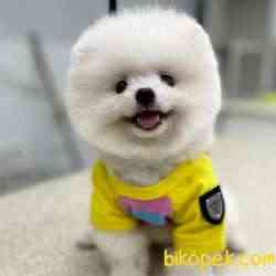 Microchipli, SCR Belgeli Mükemmel Kalite Pomeranian BOO Yavrum 4