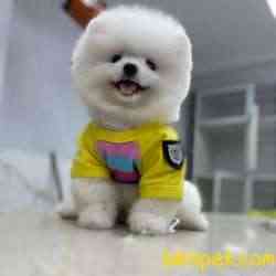 Microchipli, SCR Belgeli Mükemmel Kalite Pomeranian BOO Yavrum 2