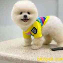 Microchipli, SCR Belgeli Mükemmel Kalite Pomeranian BOO Yavrum 1