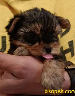 Mikro TeacuP Yorkshire Terrier GOLD 1