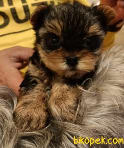 Mikro TeacuP Yorkshire Terrier GOLD 4