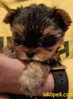 Mikro TeacuP Yorkshire Terrier GOLD 3