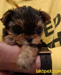 Mikro TeacuP Yorkshire Terrier GOLD 2