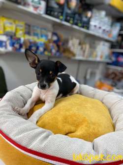 MİKROCHİPLİ PET PASAPORTLU TEACUP CHİHUAHUA 3