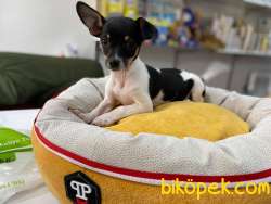 MİKROCHİPLİ PET PASAPORTLU TEACUP CHİHUAHUA 2