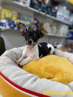 MİKROCHİPLİ PET PASAPORTLU TEACUP CHİHUAHUA 1