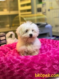 MİKROÇİPLİ 0 NUMARA MALTESE TERRİER YAVRUSU SAFARİ PET MARKETTE 5