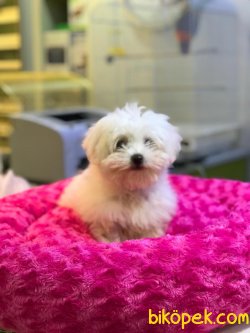 MİKROÇİPLİ 0 NUMARA MALTESE TERRİER YAVRUSU SAFARİ PET MARKETTE 3