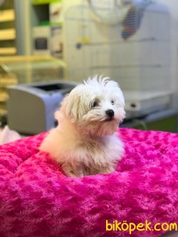 MİKROÇİPLİ 0 NUMARA MALTESE TERRİER YAVRUSU SAFARİ PET MARKETTE 4