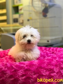MİKROÇİPLİ 0 NUMARA MALTESE TERRİER YAVRUSU SAFARİ PET MARKETTE 2