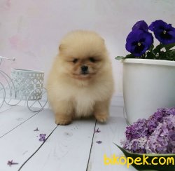 Mikroçipli Ayı Surat Boo Pomeranian Yavrular 2