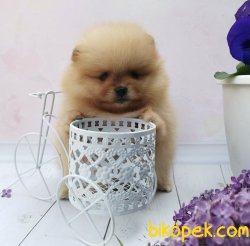 Mikroçipli Ayı Surat Boo Pomeranian Yavrular 1