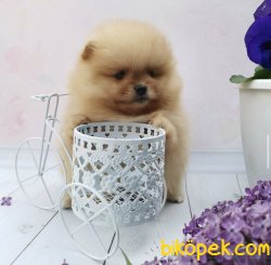 Mikroçipli Ayı Surat Boo Pomeranian Yavrular 3