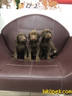 MİKROÇİPLİ CHOCOLATE LABRADOR YAVRULARI SAFARİ PETSHOPTA 2