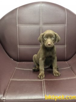 MİKROÇİPLİ CHOCOLATE LABRADOR YAVRULARI SAFARİ PETSHOPTA 4