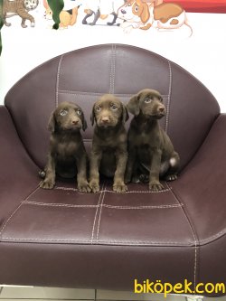 MİKROÇİPLİ CHOCOLATE LABRADOR YAVRULARI SAFARİ PETSHOPTA 3