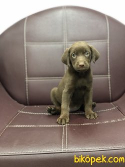 MİKROÇİPLİ CHOCOLATE LABRADOR YAVRULARI SAFARİ PETSHOPTA 5