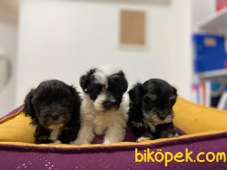 MİKROÇİPLİ MALTİPOO YAVRULARI SAFARİ AQUA PET MARKETTE 2