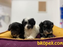 MİKROÇİPLİ MALTİPOO YAVRULARI SAFARİ AQUA PET MARKETTE 1