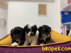 MİKROÇİPLİ MALTİPOO YAVRULARI SAFARİ AQUA PET MARKETTE 4