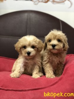 MİKROÇİPLİ MALTİPOO YAVRULARI SAFARİ AQUA PET MARKETTE 5
