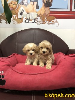 MİKROÇİPLİ MALTİPOO YAVRULARI SAFARİ AQUA PET MARKETTE 3