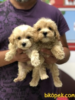 MİKROÇİPLİ MALTİPOO YAVRULARI SAFARİ AQUA PET MARKETTE 2