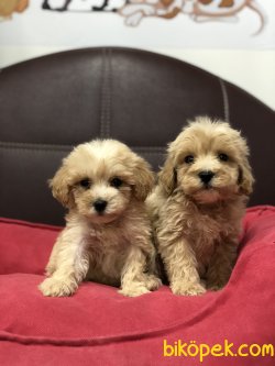 MİKROÇİPLİ MALTİPOO YAVRULARI SAFARİ AQUA PET MARKETTE 1