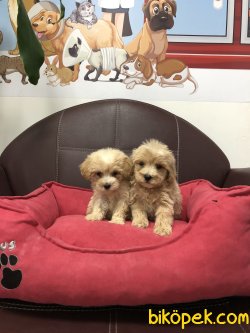 MİKROÇİPLİ MALTİPOO YAVRULARI SAFARİ AQUA PET MARKETTE 4