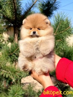 MIKROCIPLI PASAPORTLU POMERANIAN BOO YAVRULARIMIZ 1