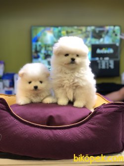MİKROÇİPLİ POMERANİAN YAVRULARI SAFARİ PET MARKETTE 1