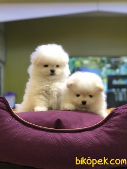 MİKROÇİPLİ POMERANİAN YAVRULARI SAFARİ PET MARKETTE 5