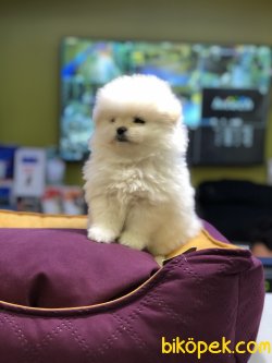 MİKROÇİPLİ POMERANİAN YAVRULARI SAFARİ PET MARKETTE 4