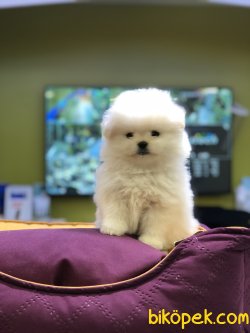 MİKROÇİPLİ POMERANİAN YAVRULARI SAFARİ PET MARKETTE 2