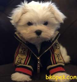 Mikrocipli Secereli Minik Maltese 1